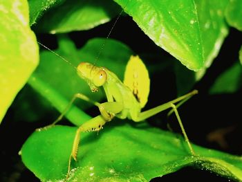 Close-up of insect on plant