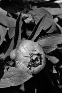 Close-up of flowering plant