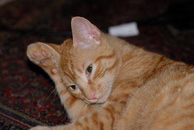Close-up portrait of a cat