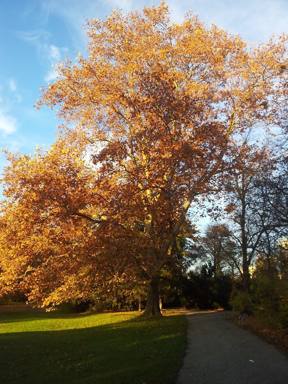 ROAD AMIDST AUTUMN TREES IN PARK