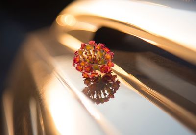 Close-up of red flower on plant