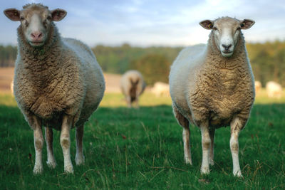 Portrait of sheep on field