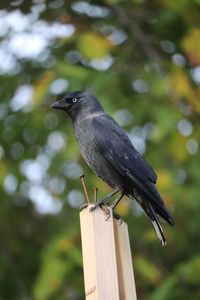 Close-up of bird perching on wooden post