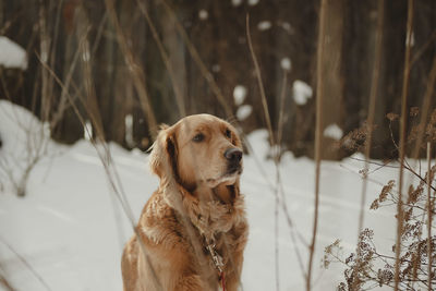 Close-up of dog standing in forest