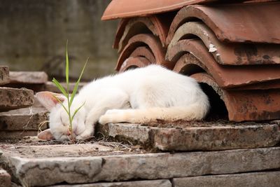 Close-up of a cat sleeping 