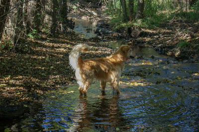 View of golden retriever in the forest