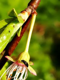 Close-up of insect on plant