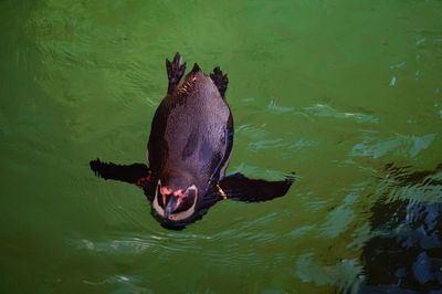 High angle view of black swimming in lake