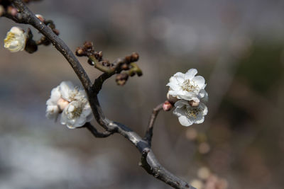 Close-up of cherry blossoms in spring