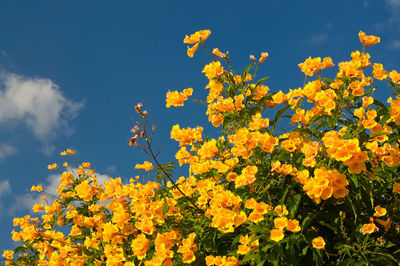 Low angle view of yellow flowering plants against sky