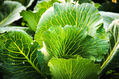 Close-up of green leaves