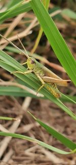 Close-up of insect on leaf in field