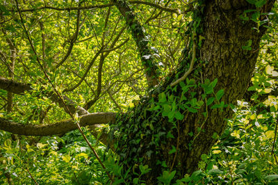 Scenic view of forest