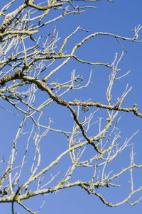 Low angle view of flower tree against blue sky