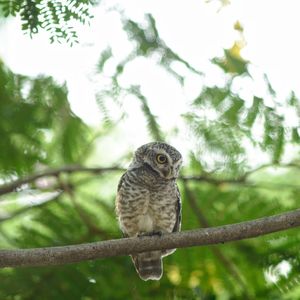 Portrait of owl perching on tree