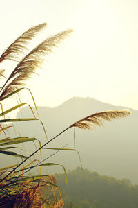 High angle view of stalks in field against clear sky