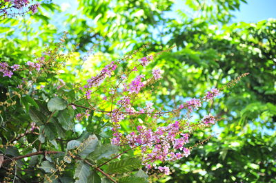 Low angle view of tree