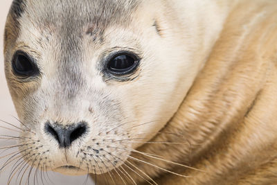 Close-up of seal at ecomare