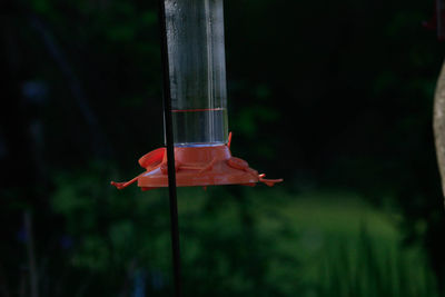 Close-up of bird in fish tank