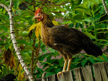 Close-up of bird perching on wood