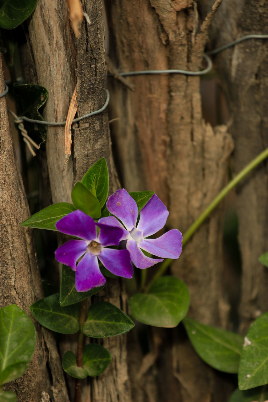 CLOSE-UP OF PURPLE FLOWERING PLANT AGAINST WALL