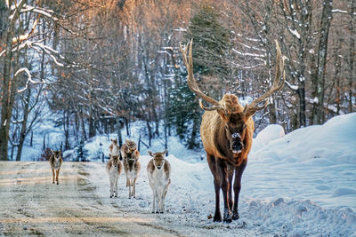 Deer walking on snow covered rural road