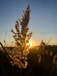 Close-up of stalks in field against sky at sunset