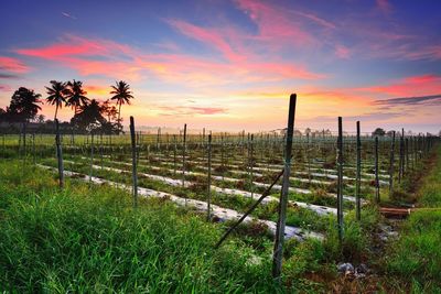 Scenic view of field against sky during sunset