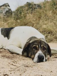 Portrait of a dog resting on field