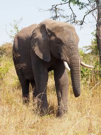 View of elephant in forest