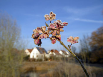 Close-up of flower tree against sky