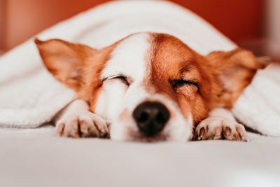 Close-up of dog sleeping on bed