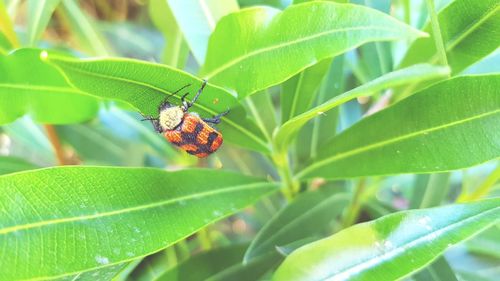 Close-up of insect on leaf