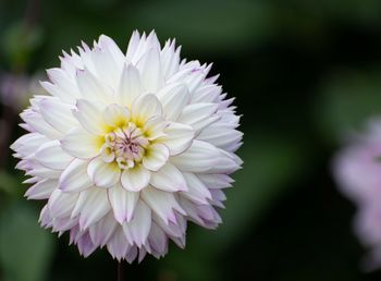 Close-up of white dahlia flower