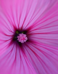 Close-up of fresh pink hibiscus blooming outdoors