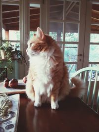 Close-up of cat sitting on table