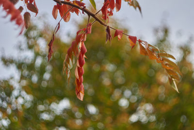 Close-up of leaves on tree