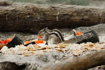 View of crab on rock