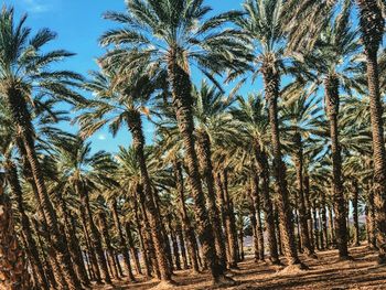 Low angle view of palm trees against sky