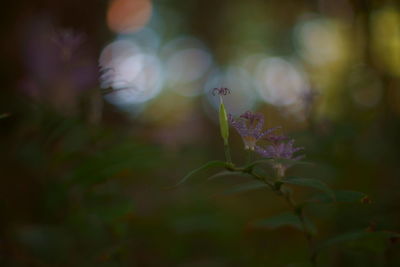 Close-up of plant at night