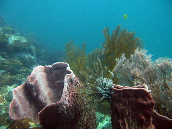 Close-up of fish swimming in sea