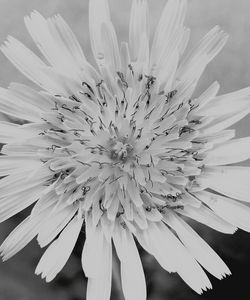 Close-up of flower