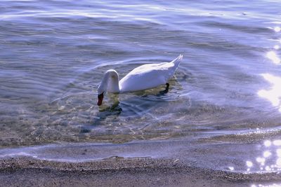 High angle view of duck swimming in lake