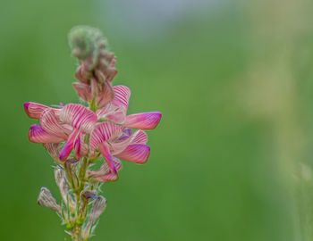 Close-up of pink flowering plant