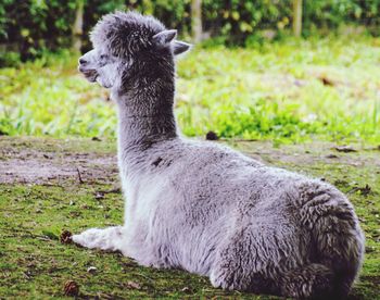 Side view of a horse on field