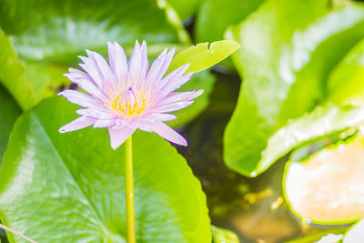 Close-up of purple water lily on leaves