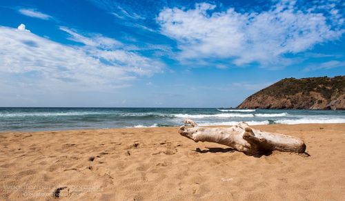 Dog on beach against sky