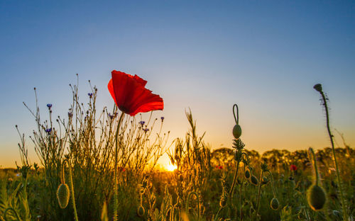 Close-up of red poppy flowers growing in field