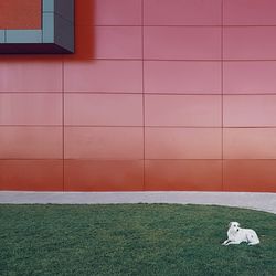 View of dog on wall