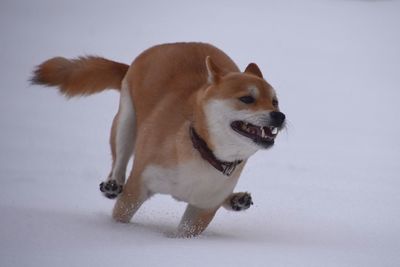 Dog on snow against white background